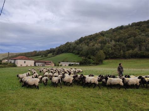 LAJOURNADE SAS à Saint-Palais