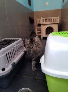 LE CHAT BOTTÉ à Chavigny