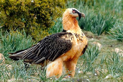 LE GYPAETE BARBU à Biert