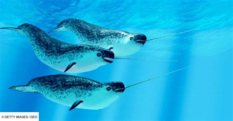 LE NARVAL à Pithiviers