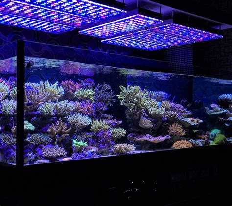 LED Lighting Aquarium
