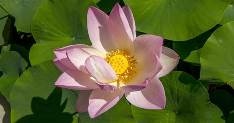 LOTUS D'ORIENT à Montpellier