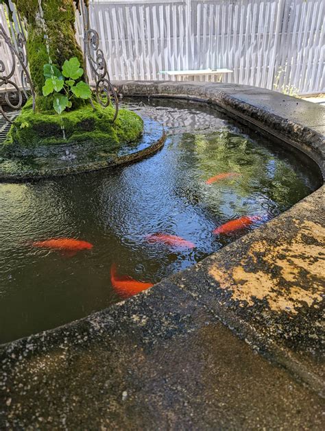 La Fontaine aux Poissons Rouges à Moussac
