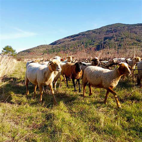 La Fontude à Brenas