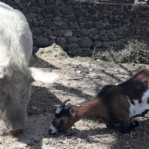 La ferme Cabra & Co à Alissas