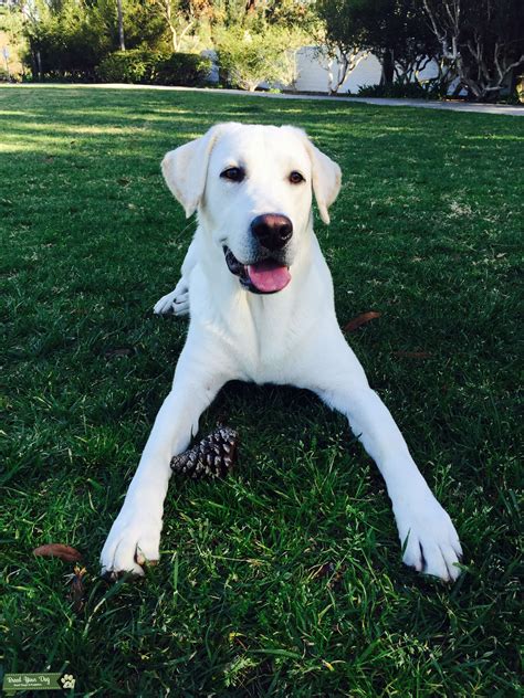 Lab Male available for crossing