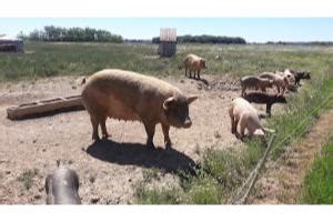 Labat Sylvain à Thil