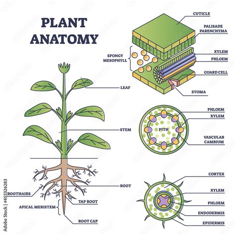 Diagram. Plant