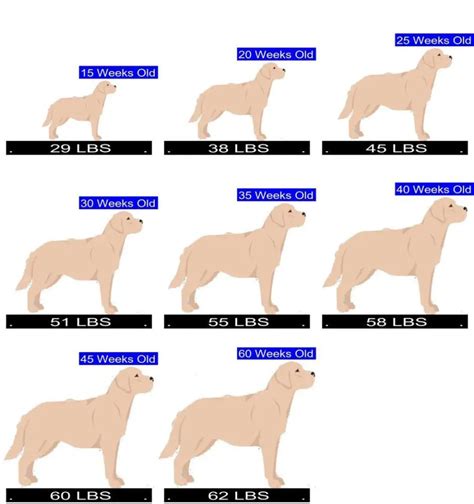 Labrador Retriever Growth Chart