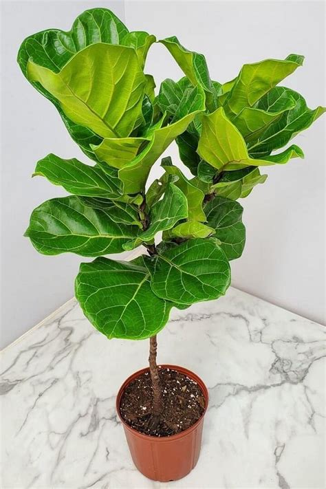 Lack of Nutrients Fiddle Leaf Fig