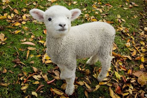 Lamb & Co Property St Osyth