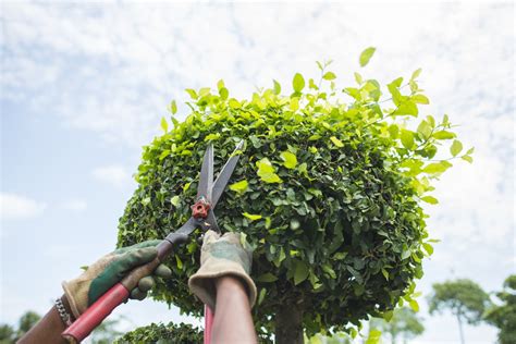 Landscaping and Tree Maintenance Essex