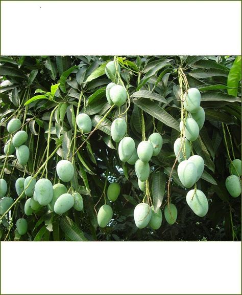 Langra Mango Tree