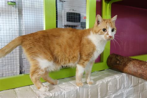 Le Club Des Chats à Sailly-sur-la-Lys