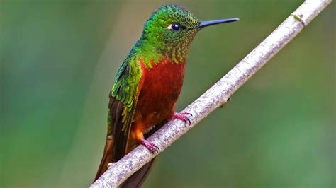 Le Colibri à Apprieu