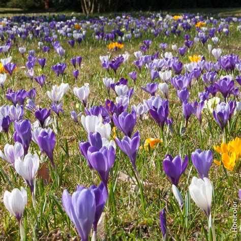 Le Crocus à Jarny