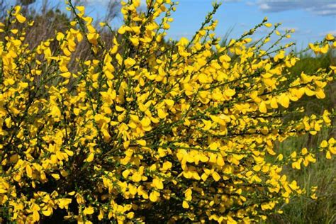 Le Genet à Merceuil