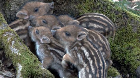 Le Marcassin à Senuc
