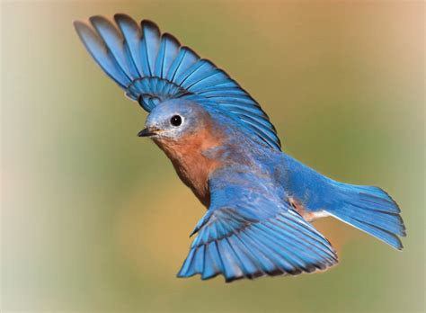 Le Merlebleu à Digny