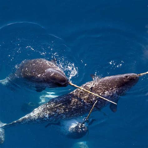 Le Narval à Linselles