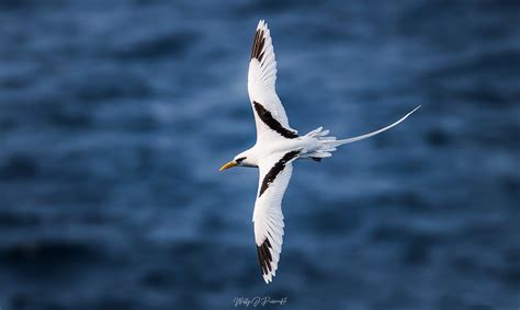 Le Paille en queue à Valence
