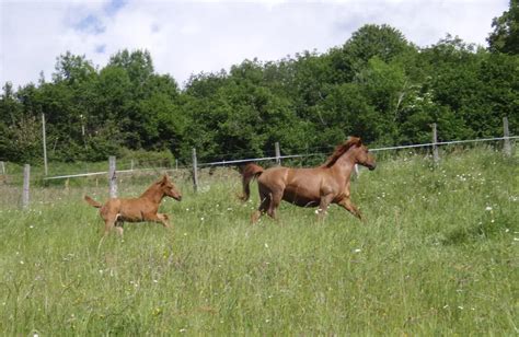 Le Palefroi à Merlas