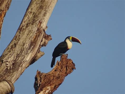 Le Toucan à Nice