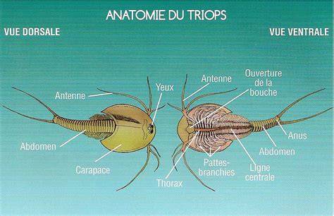 Le Triops à Berck