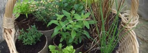 Le jardin d'herbes à Bazouges-la-Pérouse