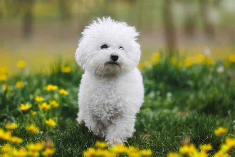 Le petit bichon à Basse-sur-le-Rupt