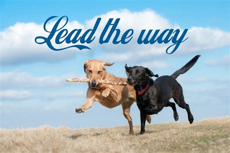 Lead the Way: Dog Walker