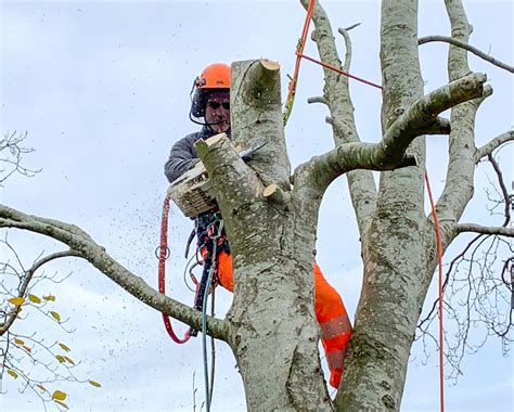 Leafy tree surgeons