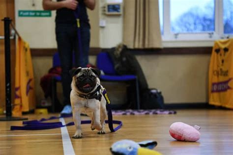 Leeds Dog School