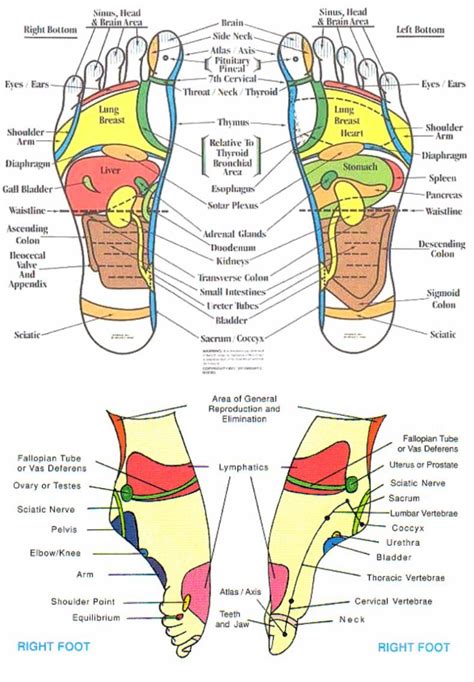 Left Foot Reflexology Chart