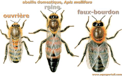 Les Abeilles à Signes