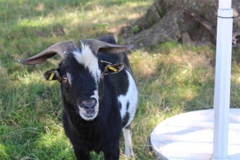 Les Chevroucs à Bosroumois