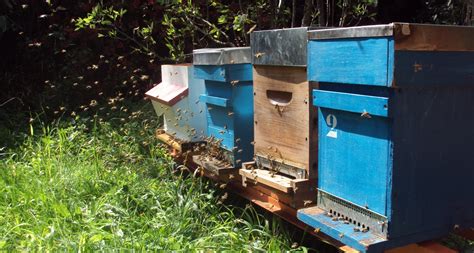 Les Ruchers de la Dodinière • Apiculture à Mesland