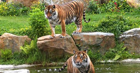 Les sources à Champrepus