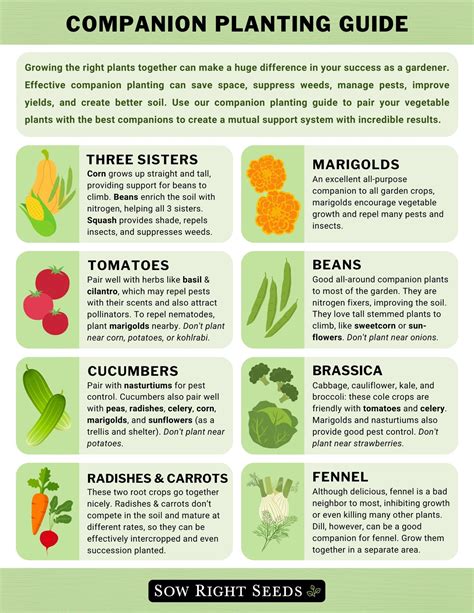 Lettuce Companion Planting Chart