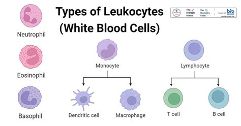 Leukocytes vs