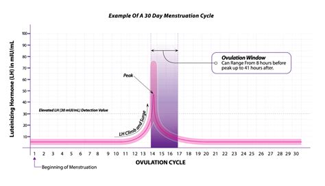 Lh Surge And Ovulation Chart