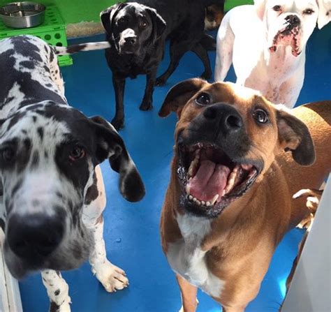 Libby's Doggie Daycare