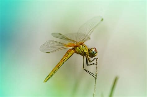 Libellule à Saintes