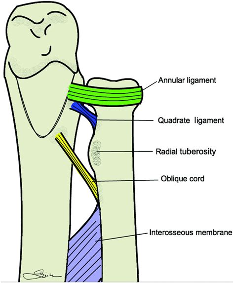 Ligament