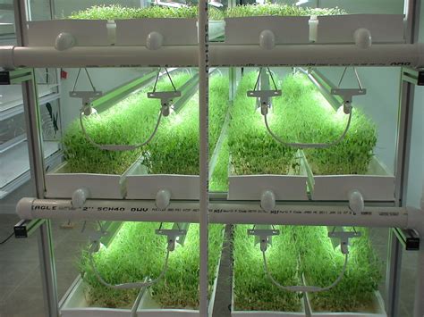 Lighting and Airflow in a Hydroponic System