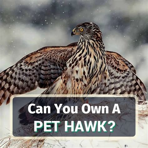 Like A Hawk Pet Care