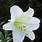 Lily-Flower-Meaning