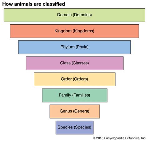 Linnaean Taxonomy