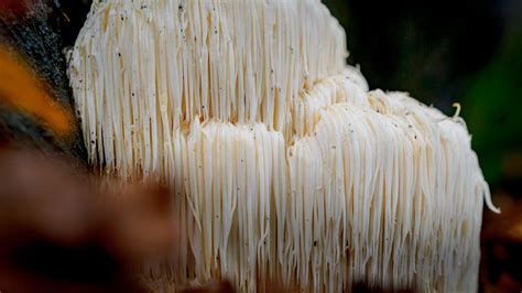 Lion's Mane Mushrooms Fruiting
