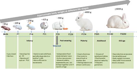 Lionhead Rabbit Age Chart